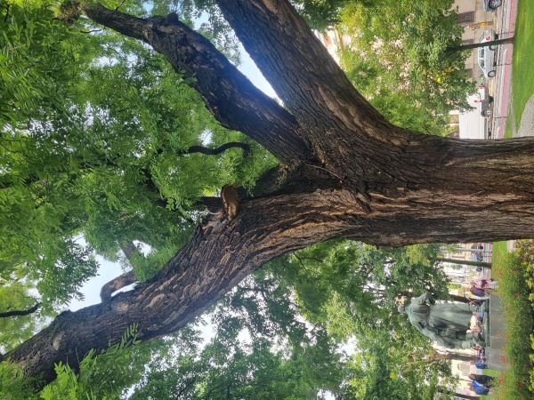 Ry&scaron;avec srstnat&yacute;