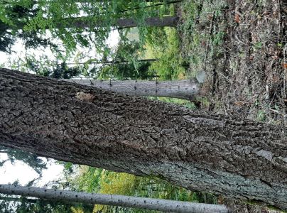 Priadkovček dubov&yacute;