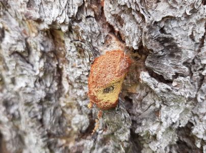 A - nejednoznačne určen&yacute;, nie sme si ist&iacute;
