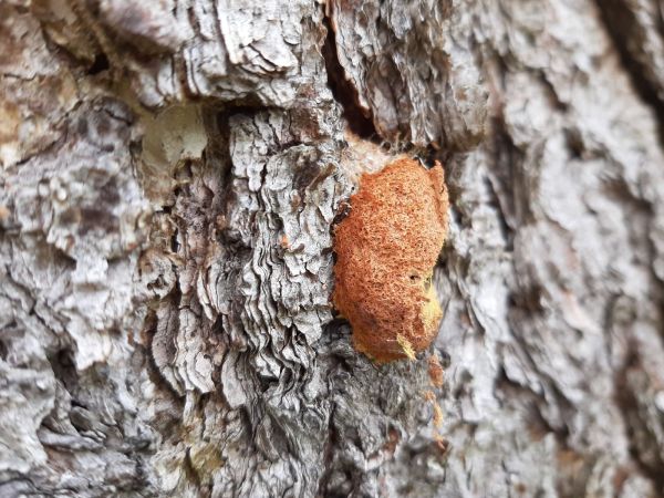 A - nejednoznačne určen&yacute;, nie sme si ist&iacute;