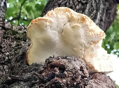 A - nie je v datab&aacute;ze