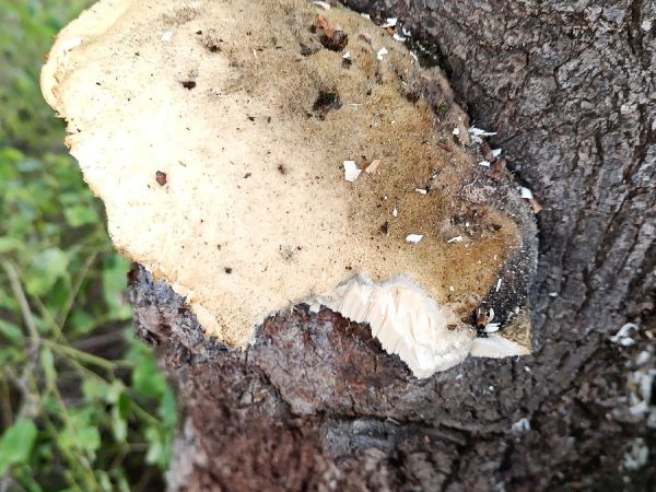 A - nie je v datab&aacute;ze