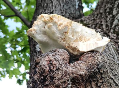 A - nie je v datab&aacute;ze