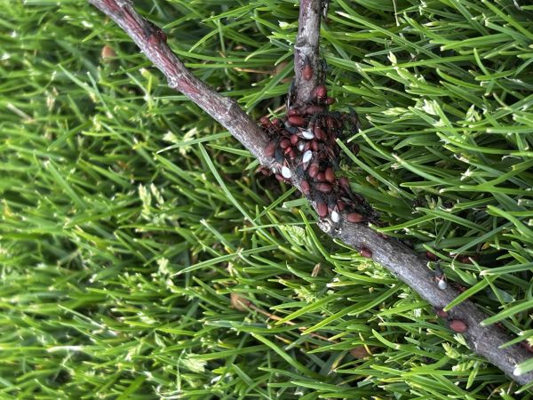 Plo&scaron;tička lipov&aacute;