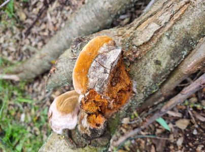 Ohňovec slivkov&yacute;