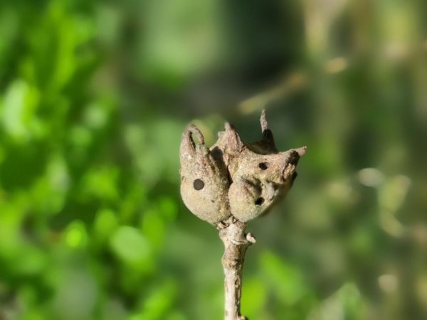 Hrčiarka Andricus coriarius