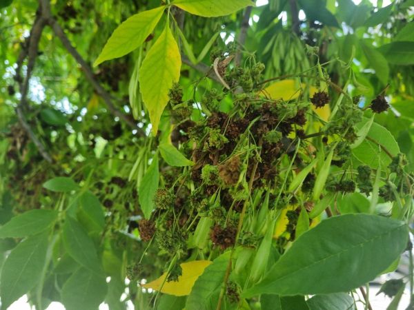 Roztoč Aceria fraxinivora