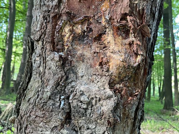 A - nejednoznačne určen&yacute;, nie sme si ist&iacute;