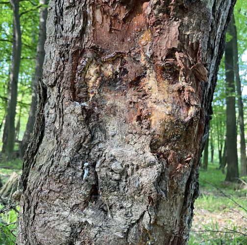  Vladimír Šalgovič