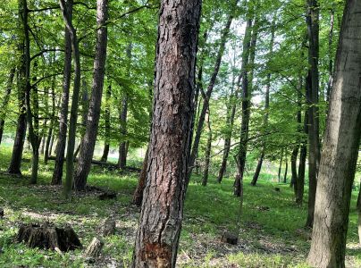 A - nejednoznačne určen&yacute;, nie sme si ist&iacute;