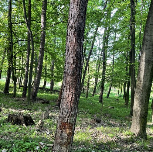  Vladimír Šalgovič