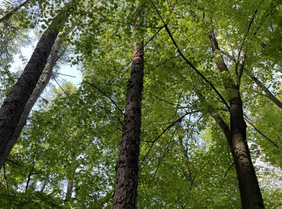 A - nejednoznačne určen&yacute;, nie sme si ist&iacute;