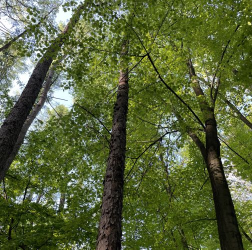  Vladimír Šalgovič