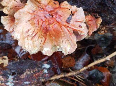 A - nie je v datab&aacute;ze