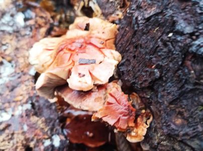 A - nie je v datab&aacute;ze