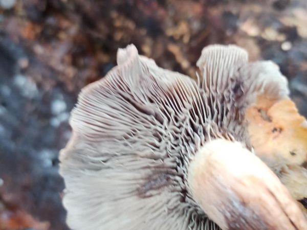 A - nie je v datab&aacute;ze