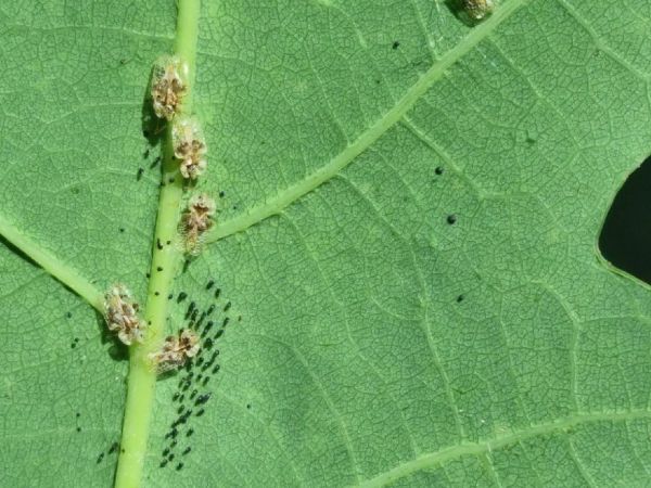 Sietnička dubov&aacute;