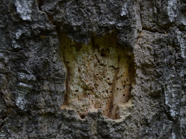 A - nejednoznačne určen&yacute;, nie sme si ist&iacute;