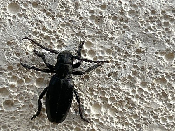 A - nejednoznačne určen&yacute;, nie sme si ist&iacute;