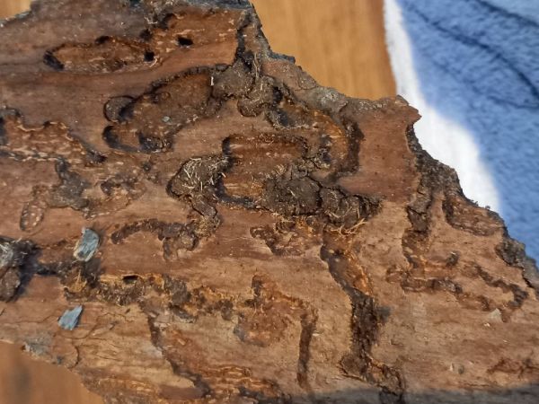 A - nejednoznačne určen&yacute;, nie sme si ist&iacute;