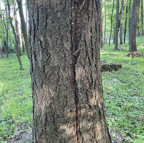  Vladimír Šalgovič