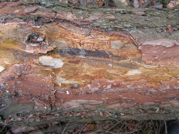 Lykokaz borovicov&yacute;