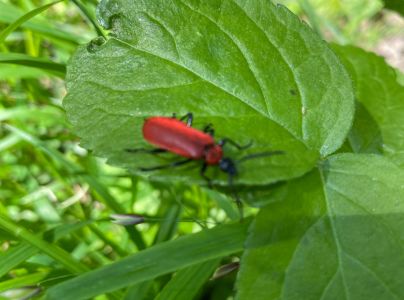 A - nie je v datab&aacute;ze