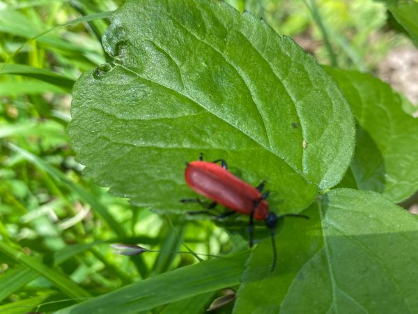 A - nie je v datab&aacute;ze