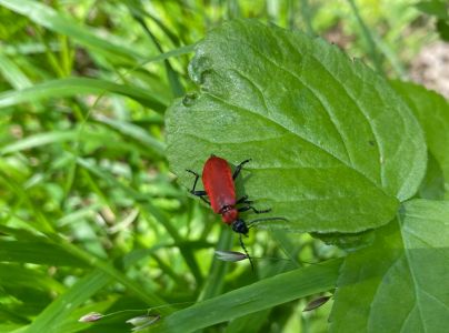 A - nie je v datab&aacute;ze