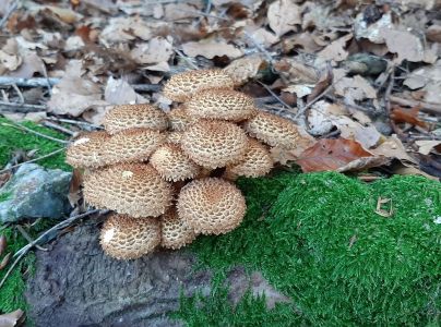 &Scaron;upinovka &scaron;upinat&aacute;