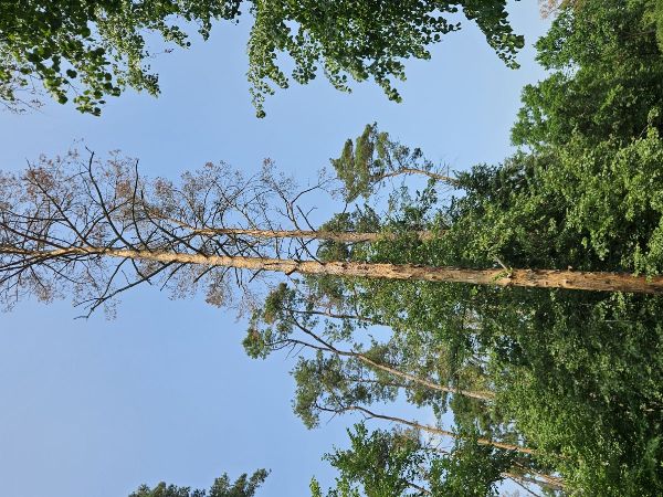 Lykožr&uacute;t borovicov&yacute; 