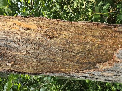 Lykožr&uacute;t borovicov&yacute; 