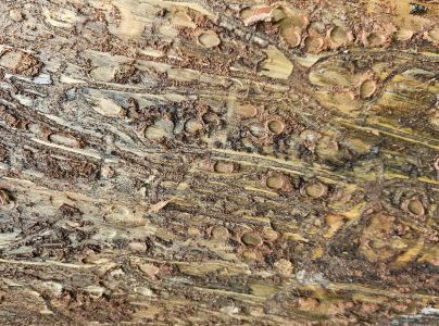 Lykožr&uacute;t borovicov&yacute; 