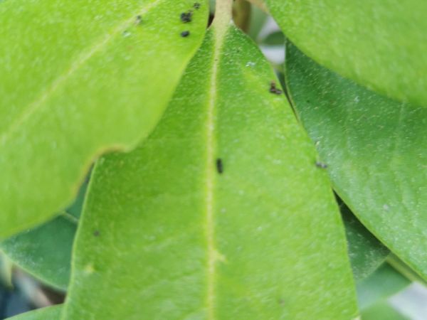 A - nejednoznačne určen&yacute;, nie sme si ist&iacute;