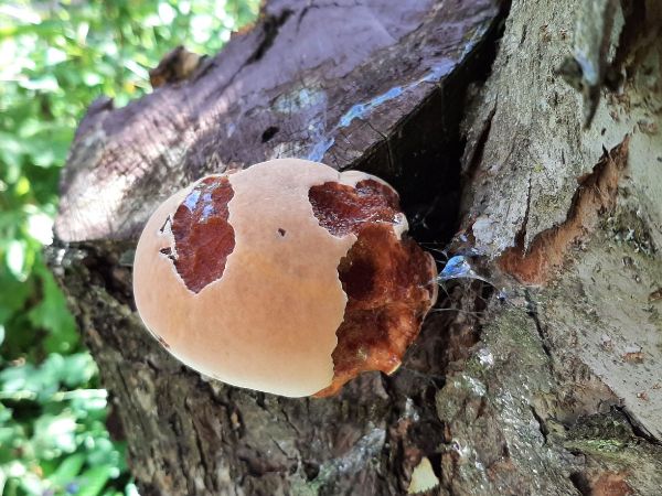 Ry&scaron;avec srstnat&yacute;