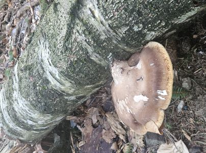 Brezovn&iacute;k obyčajn&yacute;