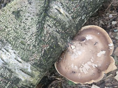 Brezovn&iacute;k obyčajn&yacute;