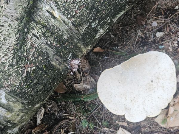 Brezovn&iacute;k obyčajn&yacute;