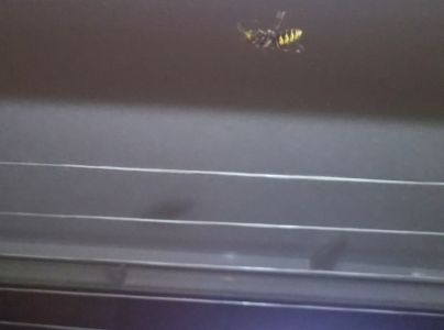 Sr&scaron;eň obyčajn&yacute;