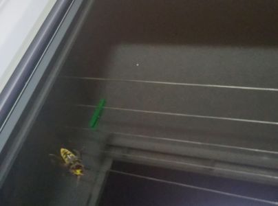 Sr&scaron;eň obyčajn&yacute;