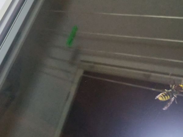 Sr&scaron;eň obyčajn&yacute;