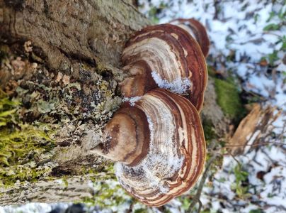 Pr&aacute;chnovec kopytovit&yacute;