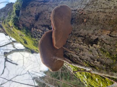 Pr&aacute;chnovec kopytovit&yacute;