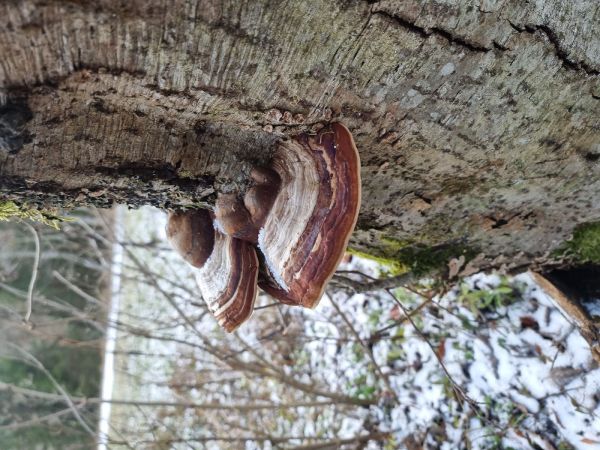 Pr&aacute;chnovec kopytovit&yacute;