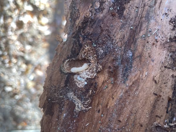 A - nejednoznačne určen&yacute;, nie sme si ist&iacute;