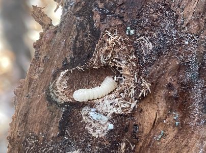 A - nejednoznačne určen&yacute;, nie sme si ist&iacute;