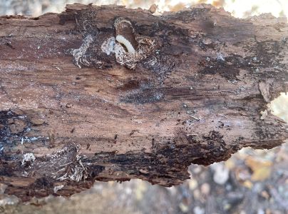 A - nejednoznačne určen&yacute;, nie sme si ist&iacute;