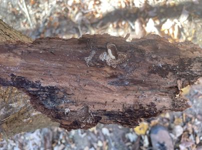 A - nejednoznačne určen&yacute;, nie sme si ist&iacute;