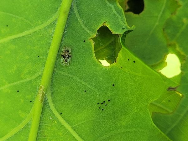 Sietnička dubov&aacute;