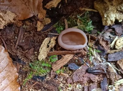 A - nejednoznačne určen&yacute;, nie sme si ist&iacute;